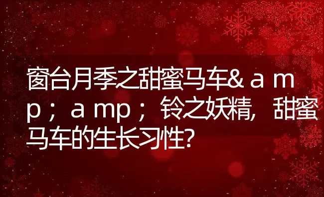 窗台月季之甜蜜马车&amp;铃之妖精,甜蜜马车的生长习性？ | 养殖常见问题