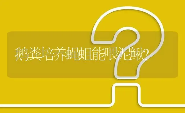 鹅粪培养蝇蛆能喂泥鳅? | 养殖问题解答