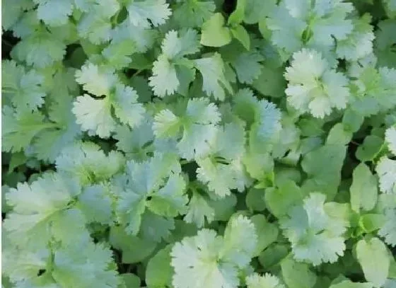 植物常识问题|香菜能重茬种植吗（香菜种一年再隔几年不影响产量）