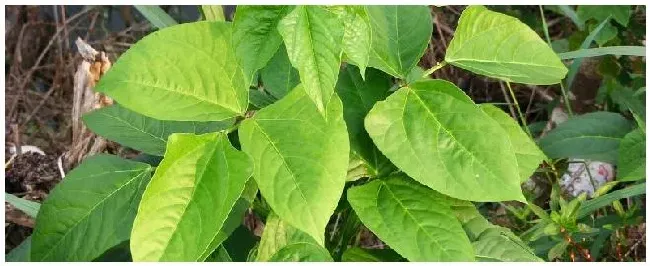豆角是什么科植物 | 科普知识