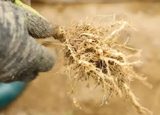 植物常识问题|辣椒根结线虫症状及根除防治方法（对辣椒有什么危害）