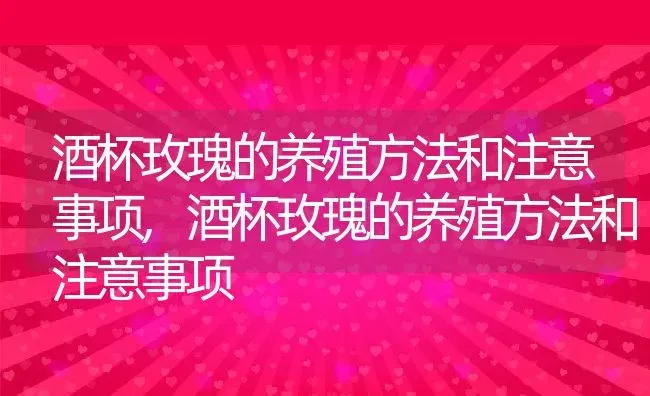 酒杯玫瑰的养殖方法和注意事项,酒杯玫瑰的养殖方法和注意事项 | 养殖常见问题