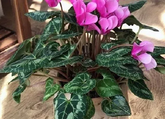 植物常识问题|十大寓意幸运的花图片 10种象征吉祥好运的花卉植物