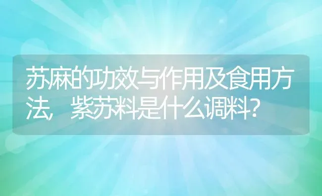 苏麻的功效与作用及食用方法,紫苏料是什么调料？ | 养殖常见问题