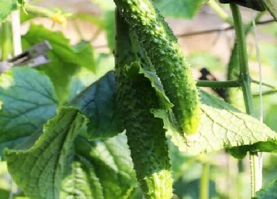 植物常识问题|黄瓜幼苗期怎样管理与防治病害（苗老化后用什么方法补救）