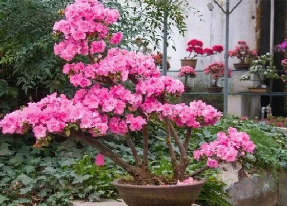 植物常识问题|杜鹃花如何养护植株壮