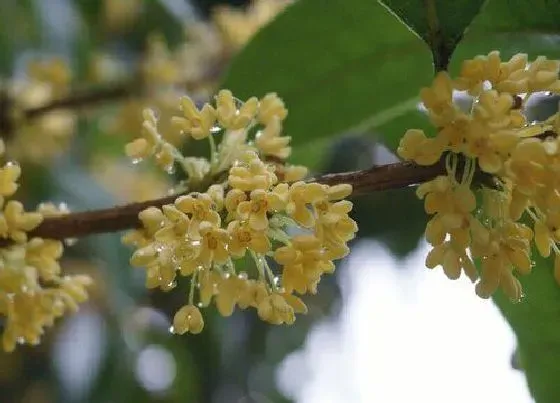 植物常识问题|冬季怎么养桂花花开爆盆