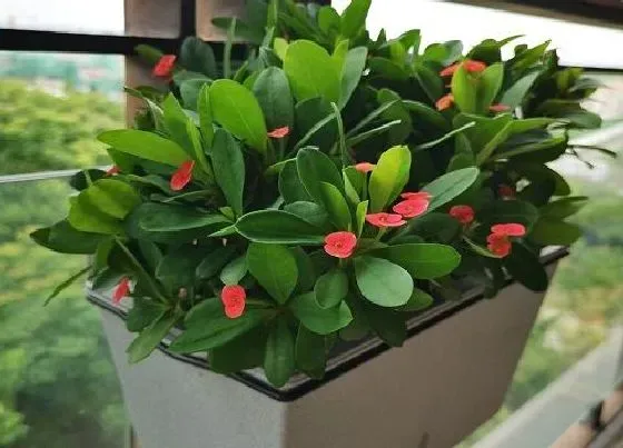 植物常识问题|虎刺梅的叶片总是发黄发黑的原因