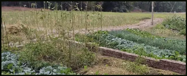 过磷酸钙对植物的作用 | 三农问答