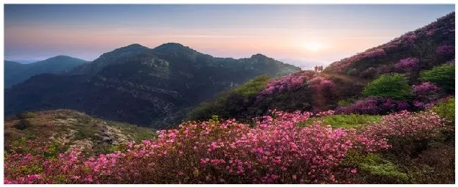杜鹃红山茶养殖方法 | 农业问题