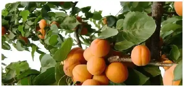 杏树扦插时间和方法 | 三农问答