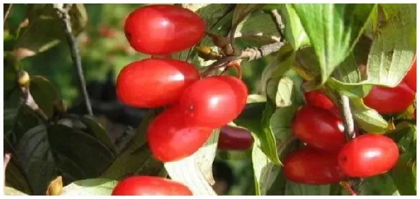山茱萸和枸杞的区别 | 农业问题