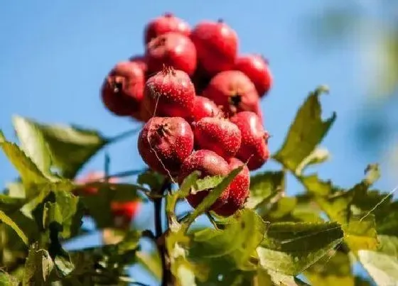 植物常识问题|山里红和山楂的区别图片 是同一种东西吗