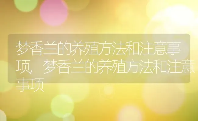 梦香兰的养殖方法和注意事项,梦香兰的养殖方法和注意事项 | 养殖常见问题