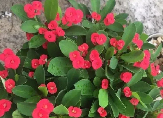 植物常识问题|虎刺梅的叶片总是发黄发黑的原因