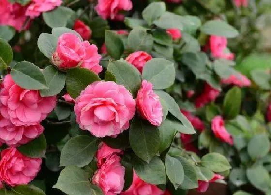 植物常识问题|让茶花花蕾完全开放的养护妙招