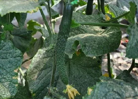 植物常识问题|黄瓜幼苗期怎样管理与防治病害（苗老化后用什么方法补救）