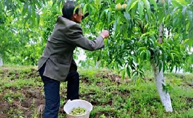 植物常识问题|桃树蔬果摘掉的幼果怎样管理（烂桃子可以丢在桃园里吗）