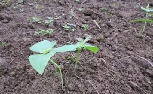植物常识问题|露地豇豆种植方法和技术（地豇豆怎么种植才高产）