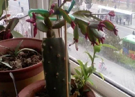 植物常识问题|养护花卉一定要避免的一些错误