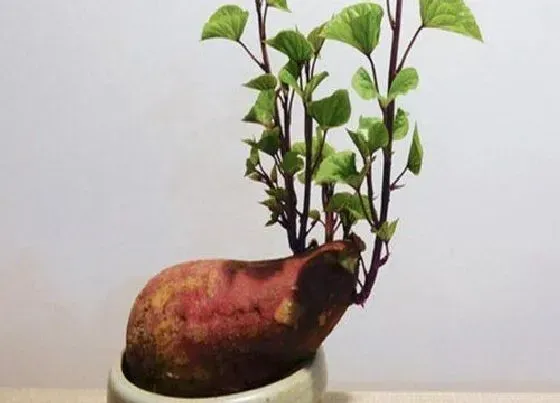 植物常识问题|红薯发芽了可以吃吗 吃家里长了芽的红薯会中毒吗