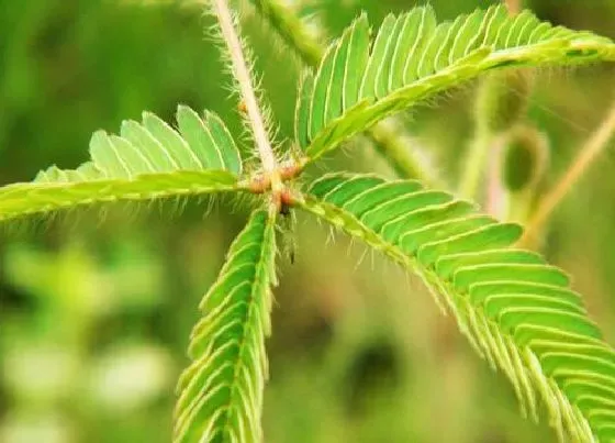 植物常识问题|含羞草合拢的原理是什么 含羞草叶子一碰就合起来的原因