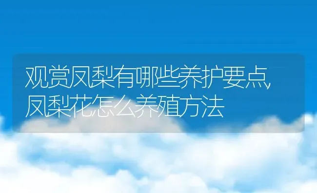 观赏凤梨有哪些养护要点,凤梨花怎么养殖方法 | 养殖常见问题