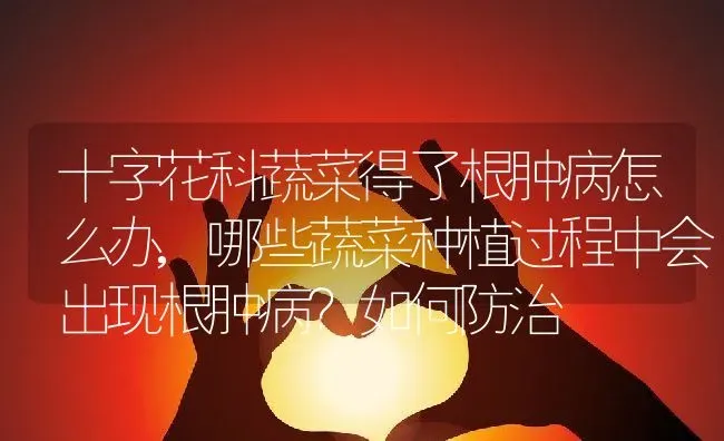 十字花科蔬菜得了根肿病怎么办,哪些蔬菜种植过程中会出现根肿病？如何防治 | 养殖常见问题