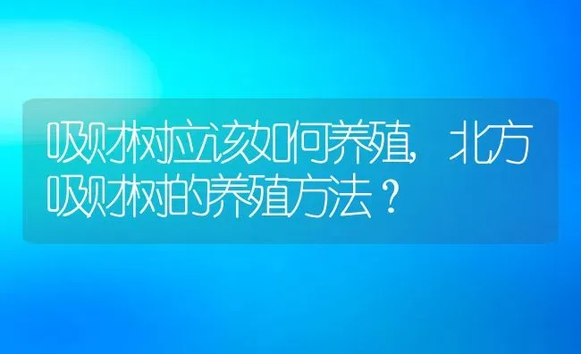 吸财树应该如何养殖,北方吸财树的养殖方法？ | 养殖常见问题