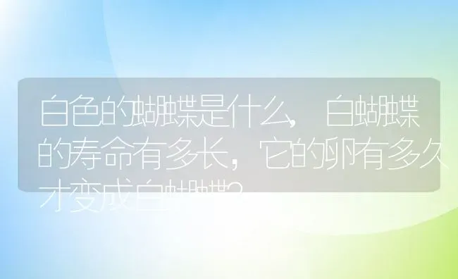 白色的蝴蝶是什么,白蝴蝶的寿命有多长，它的卵有多久才变成白蝴蝶？ | 养殖常见问题