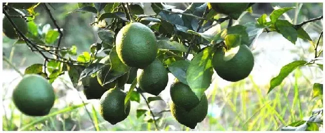 柠檬苗什么时候嫁接 | 农业常识