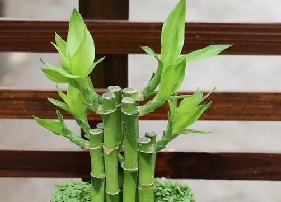植物常识问题|夏季富贵竹多长时间换水最合适