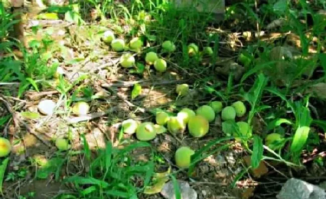 植物常识问题|桃树蔬果摘掉的幼果怎样管理（烂桃子可以丢在桃园里吗）