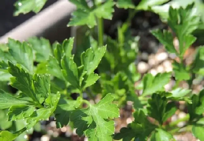 植物常识问题|香菜能重茬种植吗（香菜种一年再隔几年不影响产量）