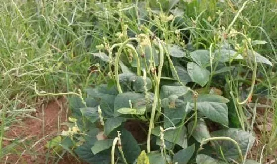 植物常识问题|露地豇豆种植方法和技术（地豇豆怎么种植才高产）
