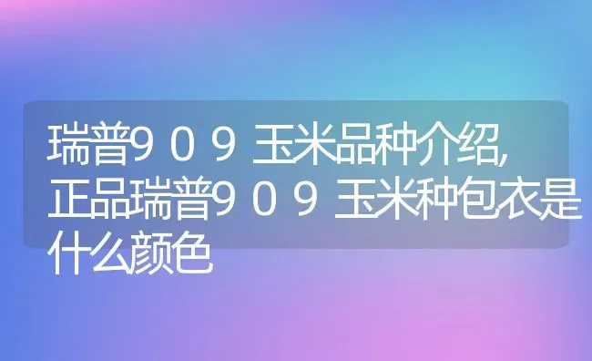 瑞普909玉米品种介绍,正品瑞普909玉米种包衣是什么颜色 | 养殖常见问题