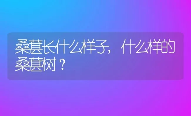 桑葚长什么样子,什么样的桑葚树？ | 养殖常见问题