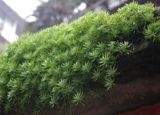 植物常识问题|佛甲草养在家里有什么好处 佛甲草的功效和风水作用