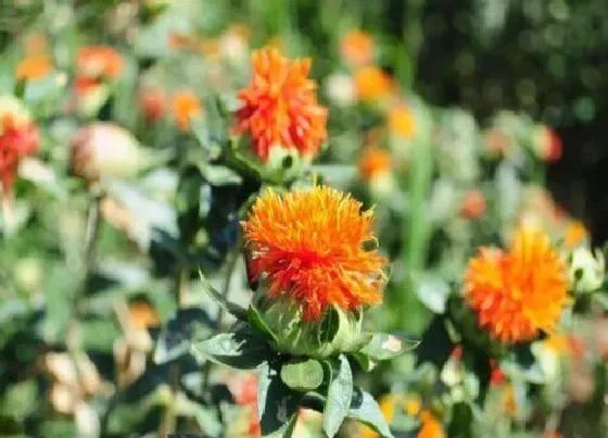 植物常识问题|藏红花和红花的区别