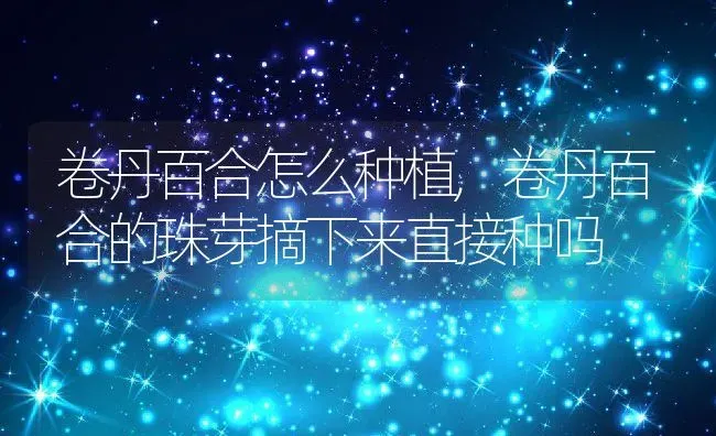 卷丹百合怎么种植,卷丹百合的珠芽摘下来直接种吗 | 养殖常见问题
