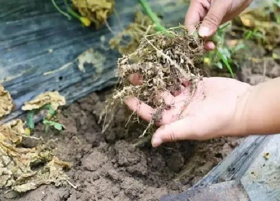 植物常识问题|辣椒根结线虫症状及根除防治方法（对辣椒有什么危害）