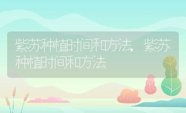 皱菊的花语是什么,朋友圈发雏菊什么意思？ | 养殖常见问题