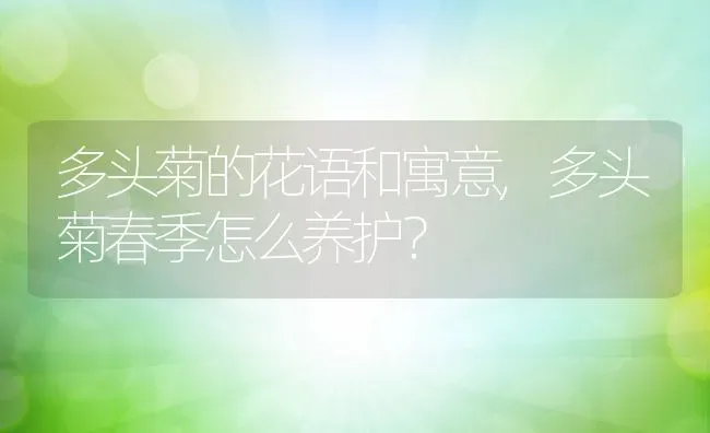 多头菊的花语和寓意,多头菊春季怎么养护？ | 养殖常见问题