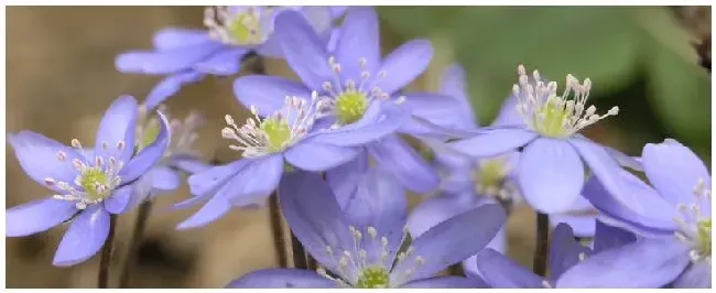 紫罗兰什么季节开花？紫罗兰是哪个季节的花 | 三农问答