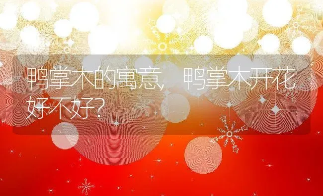 鸭掌木的寓意,鸭掌木开花好不好？ | 养殖常见问题