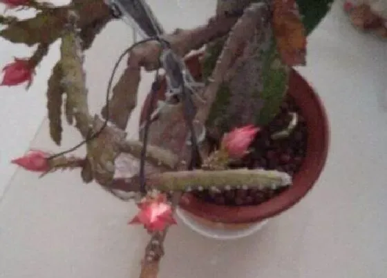 植物常识问题|养护花卉一定要避免的一些错误