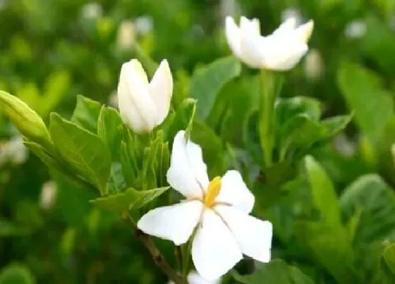 植物常识问题|栀子花容易出现黄叶要怎样进行解决呢