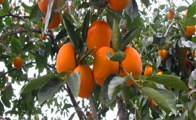 植物常识问题|柿子树皮脱落是怎么回事（柿子树树皮开裂掉了还能活）