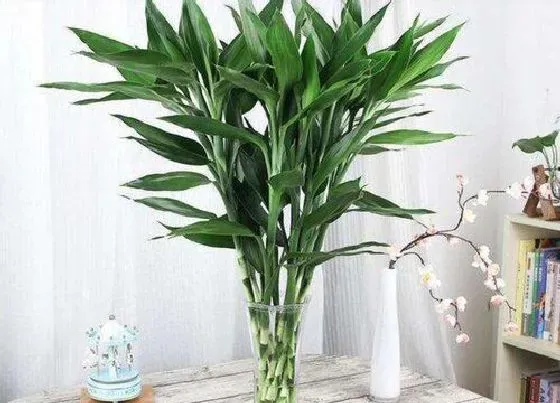 植物常识问题|十大寓意幸运的花图片 10种象征吉祥好运的花卉植物
