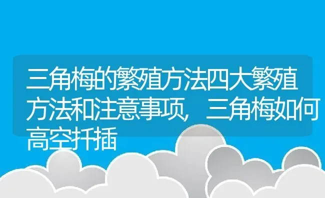 三角梅的繁殖方法四大繁殖方法和注意事项,三角梅如何高空扦插 | 养殖常见问题